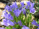 Mountain Harebell